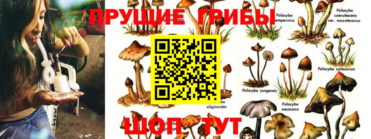 Галлюциногенные грибы Psilocybine cubensis Прохладный